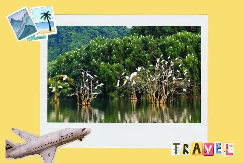 Các loài chim cò đặc trưng tại Vườn cò Tân Long