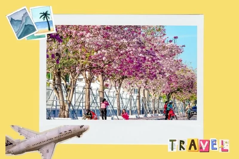 Địa điểm và cách di chuyển đến đường hoa kèn hồng