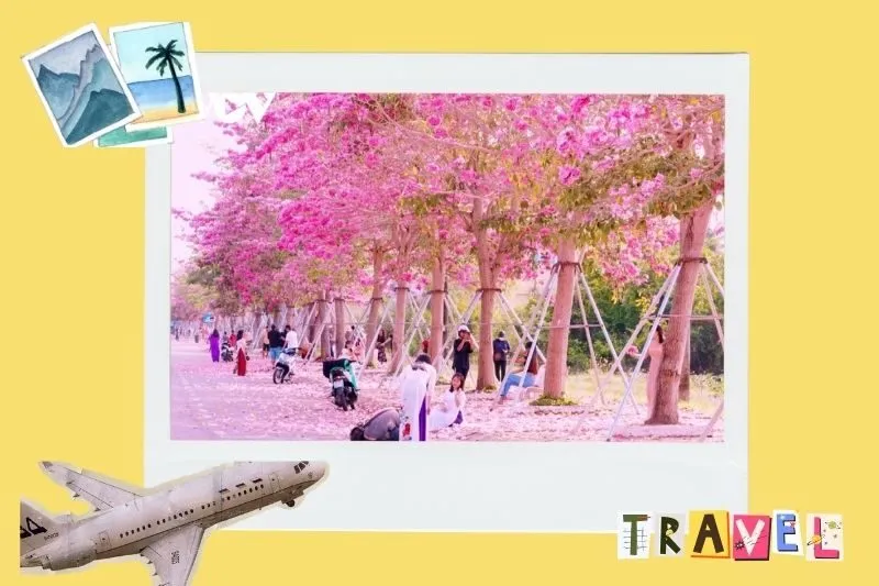 Hoạt động và trải nghiệm tại đường hoa kèn hồng