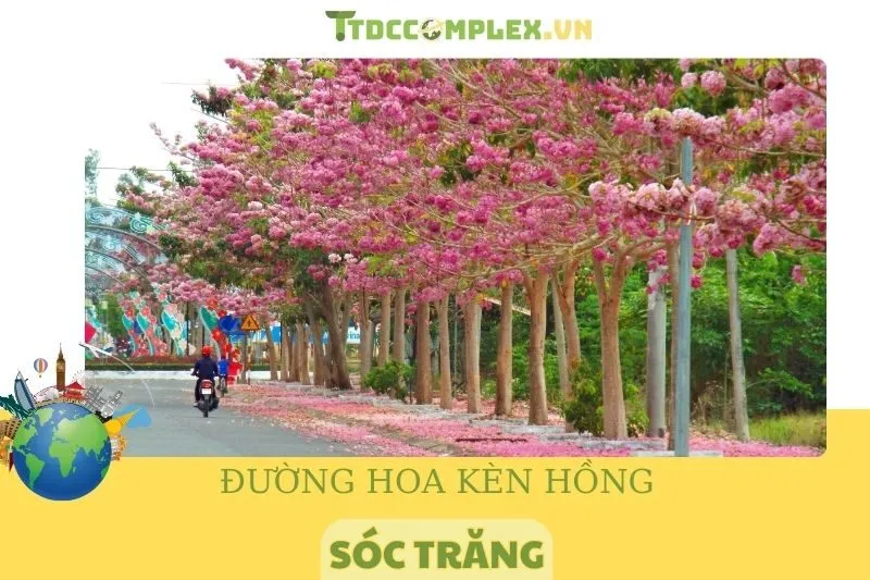 Khám Phá Đường Hoa Kèn Hồng Sóc Trăng 2025 - Vẻ Đẹp Đầy Cuốn Hút