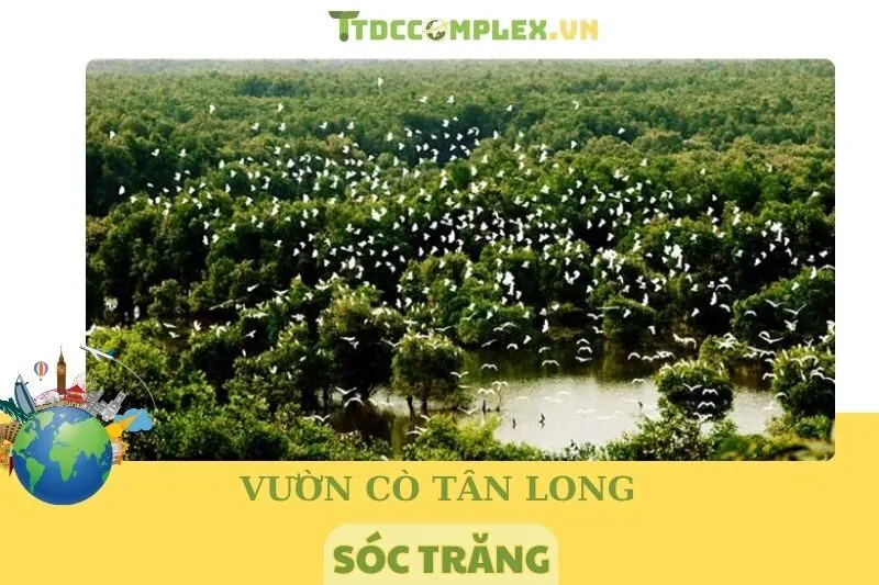 Khám Phá Vườn Cò Tân Long Sóc Trăng 2025 - Điểm Đến Sinh Thái Hấp Dẫn