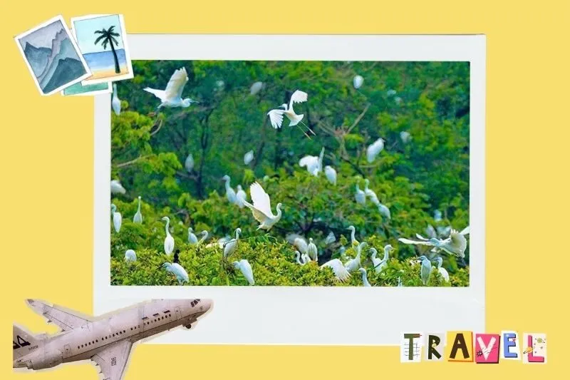 Kinh nghiệm tham quan Vườn cò Tân Long