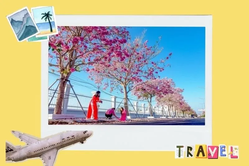 Tìm hiểu về đường hoa kèn hồng Sóc Trăng